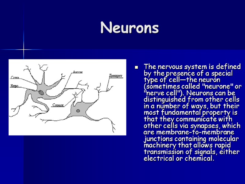 Neurons The nervous system is defined by the presence of a special type of